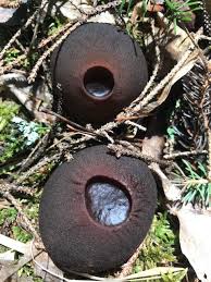 Attēlu rezultāti vaicājumam “Sarcosoma globosum”