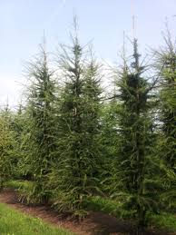 Attēlu rezultāti vaicājumam “Larix decidua”