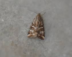 Attēlu rezultāti vaicājumam “Protoschinia scutosa”