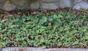 Attēlu rezultāti vaicājumam “Cribraria rubiginosa macro”