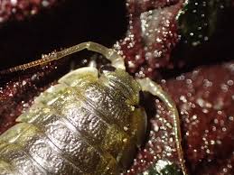 Attēlu rezultāti vaicājumam “Licea pusilla macro”