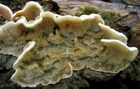 Attēlu rezultāti vaicājumam “Skeletocutis carneogrisea”