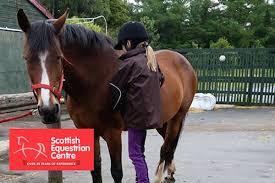 Image result for Scottish Equi Complex