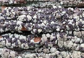 Attēlu rezultāti vaicājumam “Hertelidea botryosa”