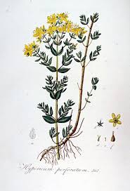 Image result for Hypericum perforatum