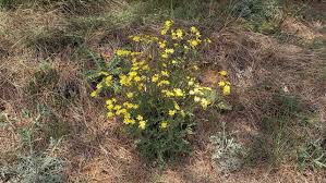 Attēlu rezultāti vaicājumam “Senecio vernalis leaf”