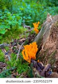 Attēlu rezultāti vaicājumam “Calocera viscosa”