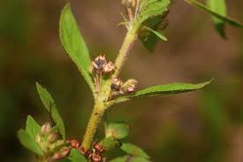 Attēlu rezultāti vaicājumam “Elatinaceae”