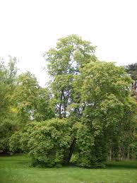 Attēlu rezultāti vaicājumam “Aesculus flava”