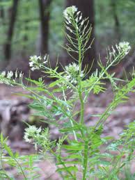 Attēlu rezultāti vaicājumam “Cardamine impatiens”