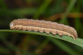 Attēlu rezultāti vaicājumam “Thalpophila matura”