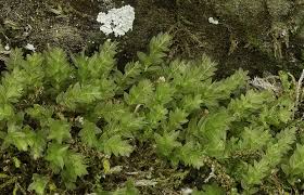 Attēlu rezultāti vaicājumam “Mnium marginatum”