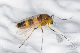 Attēlu rezultāti vaicājumam “Cricotopus”