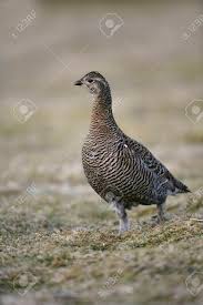 Image result for Tetrao tetrix