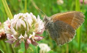 Attēlu rezultāti vaicājumam “Coenonympha tullia”