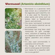 Attēlu rezultāti vaicājumam “Artemisia absinthium”