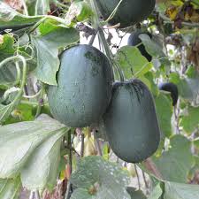 Attēlu rezultāti vaicājumam “Rosa majalis fruit”