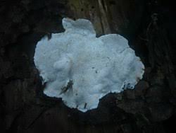 Attēlu rezultāti vaicājumam “Heterobasidion parviporum”