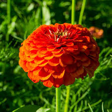 Image result for Zinnia elegans
