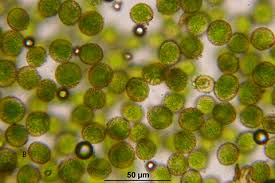 Attēlu rezultāti vaicājumam “Pleurozium schreberi sporophyte”