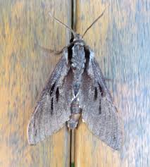 Attēlu rezultāti vaicājumam “Sphinx pinastri”