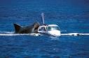 Jaws the Revenge