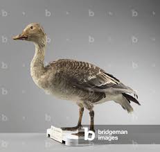 Image result for Anser fabalis