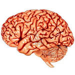 Human <b>brain</b> lateral view Stock