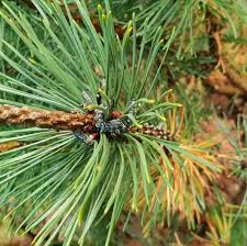 Attēlu rezultāti vaicājumam “Neodiprion sertifer”