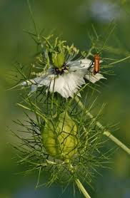 Attēlu rezultāti vaicājumam “Cantharis figurata”