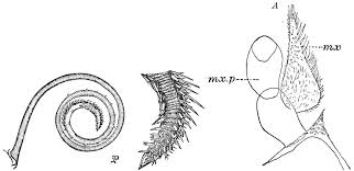 Attēlu rezultāti vaicājumam “Retinia resinella pupa”