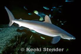 Image result for Carcharhinus falciformis