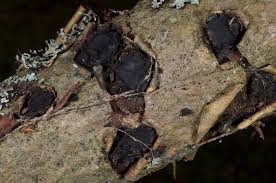 Attēlu rezultāti vaicājumam “Biscogniauxia repanda”