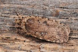 Attēlu rezultāti vaicājumam “Agonopterix ciliella”