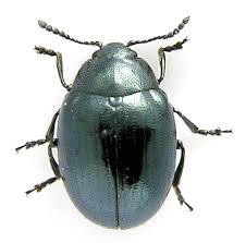 Attēlu rezultāti vaicājumam “Phaedon cochleariae”