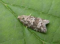 Attēlu rezultāti vaicājumam “Eana incanana”