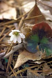 Attēlu rezultāti vaicājumam “Hepatica nobilis leaf”
