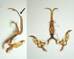 Attēlu rezultāti vaicājumam “Macrosteles sp. imago”