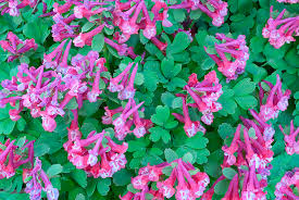 Attēlu rezultāti vaicājumam “Corydalis solida leaf”