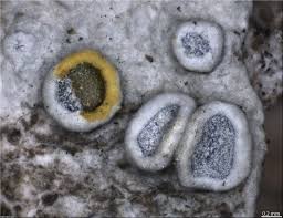 Attēlu rezultāti vaicājumam “Lecanora carpinea”