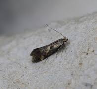 Attēlu rezultāti vaicājumam “Denisia similella”