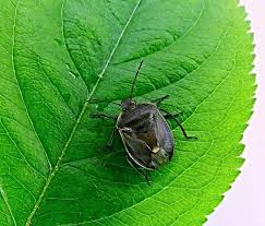 Attēlu rezultāti vaicājumam “Chlorochroa pinicola”