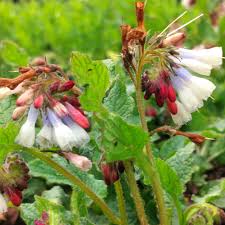 Attēlu rezultāti vaicājumam “Symphytum grandiflorum flower”