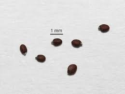 Attēlu rezultāti vaicājumam “Clinopodium vulgare fruit”