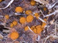 Attēlu rezultāti vaicājumam “Cheilymenia stercorea”