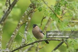 Attēlu rezultāti vaicājumam “Pyrrhula pyrrhula female”