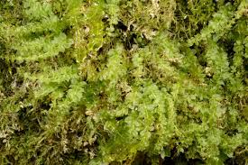 Attēlu rezultāti vaicājumam “Plagiomnium elatum”