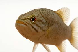 Image result for Micropterus dolomieu