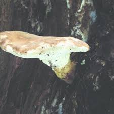 Attēlu rezultāti vaicājumam “Sarcoporia polyspora”