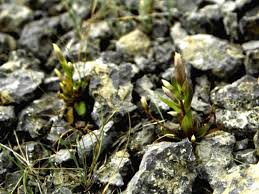 Attēlu rezultāti vaicājumam “Gymnocolea inflata”